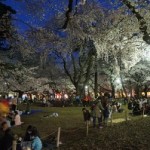 桜花見　大宮公園